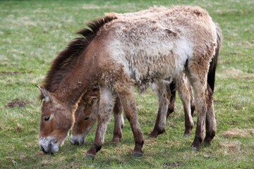 Fototapeta premium Przewalski's horses in a field 