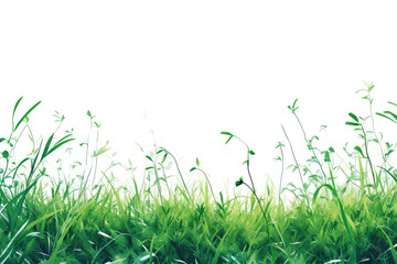 Obraz premium Grass on a white background.