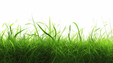 Obraz premium Grass on a white background.