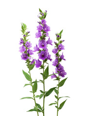 Obraz premium Angelonia (Summer snapdragon), transparent background, isolated image, generative AI