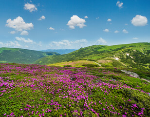 Blossoming slopes (rhododendron flowers ) of Carpathian mountains.