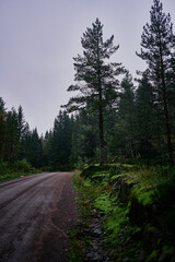 Fototapeta na wymiar magical fairy tail dark forest in rainy day Norway