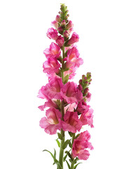 Antirrhinum (Snapdragon), transparent background, isolated image, generative AI