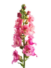 Antirrhinum (Snapdragon), transparent background, isolated image, generative AI