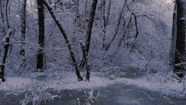 Frostiger Winter Wald