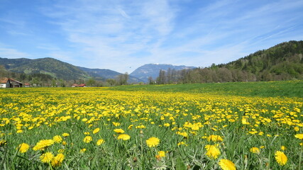 yellow field, 