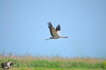 Common Crane (Grus grus) flying in the sky.