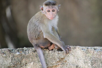 sri lanka monkey baby