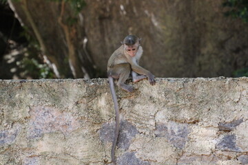 sri lanka monkey baby young 