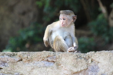 sri lanka monkey baby