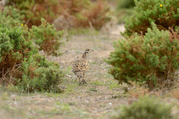 Black Francolin (Francolinus francolinus) walking among the bushes.