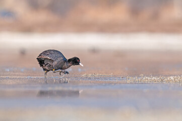Eurasian Coot (Fulica atra) feeding on algae by the lake.