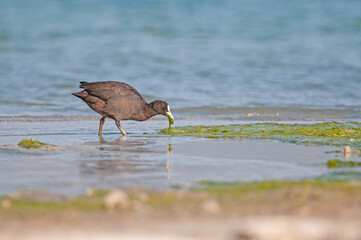 Eurasian Coot (Fulica atra) feeding on algae by the lake.