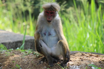 sri lanka monkey sitting and having hun