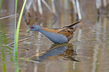 Little Crake (Porzana parva) feeding in the wetland.