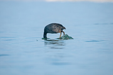 Eurasian Coot, (Fulica atra) diving into the water to feed in the lake.