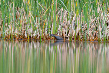 Little Crake (Porzana parva) feeding in the wetland.