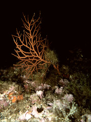 Mediterranean coral reef - 722038207
