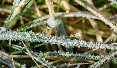 Ice crystals on a blade of grass in winter