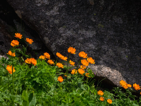 Trollius altaicus, Globe flower, beautiful orange flowers