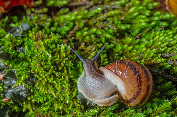 A snail with its antennae sticking out of the moss.