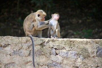 Sri Lanka Monkey baby