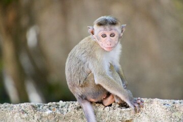 Sri Lanka Monkey baby
