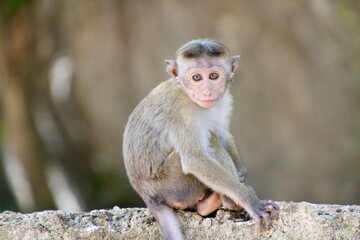 Sri Lanka Monkey baby