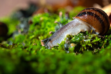 A snail with its antennae sticking out of the moss.