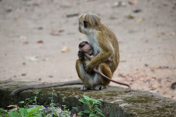 Sri Lanka Monkey with baby