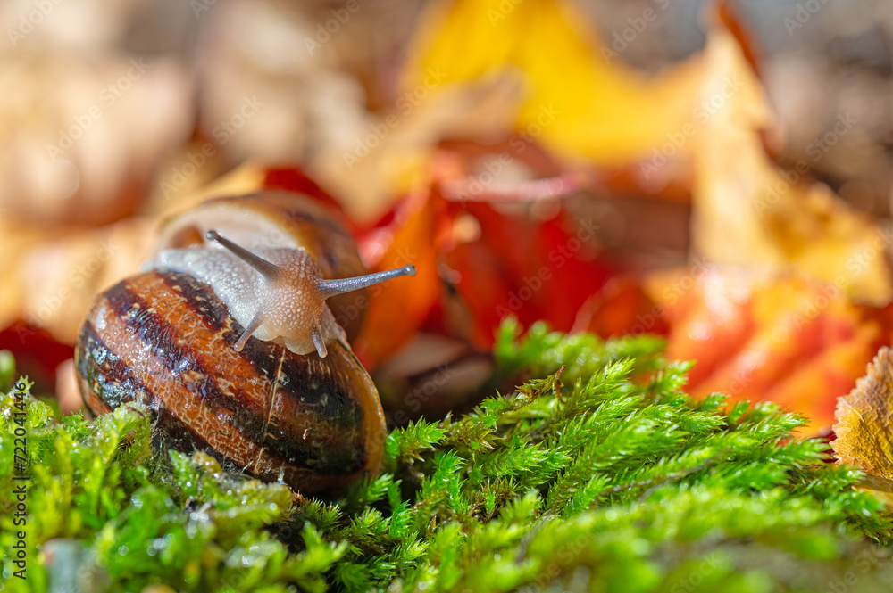 Wall mural two snails stuck together. dried yellow and red coloured snails.