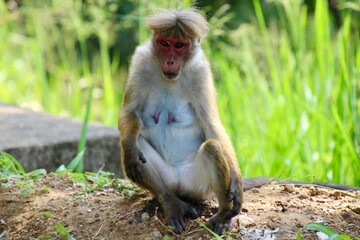 Naklejka premium sri lanka monkey red face