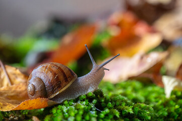 A snail with its antennae sticking out of the moss.