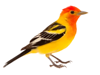 Rolgordijnen a yellow and black bird © Cornilov