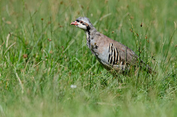 Chukar Partridge (Alectoris chukar) among green grasses.