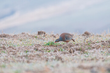 Chukar Partridge (Alectoris chukar) feeding in the field.