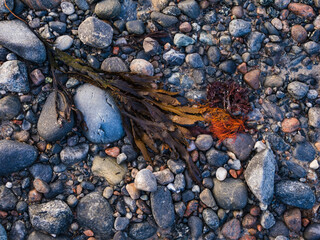 Varied Seaweed and Pebbles on a Rocky Beach at Dusk
