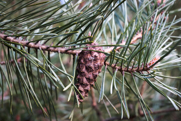 Sosna pospolita, szyszka. © Blaszko