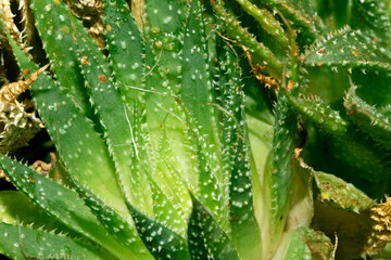 Close Up of a Green Cactus or Succulent Leaf With Tiny Spikes and Thorns
