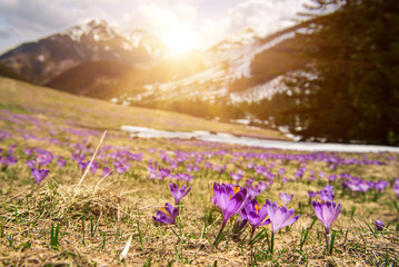 Dolina Chocholowska with blossoming purple crocuses or saffron flowers,Tatra mountains, Poland.