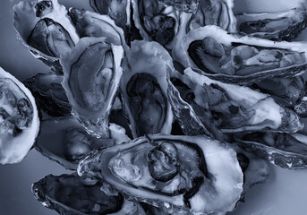 Fresh opened oysters in a plate, ready for served - 722050848