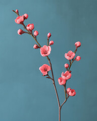 Blossoming Spring: A Pink Cherry Tree in Full Bloom, Radiating Beauty and Freshness against a Blue Sky Background.