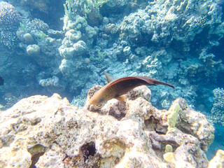Beautiful fish in the coral reef of the Red Sea
