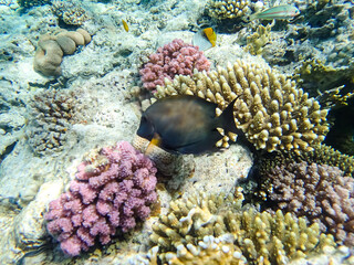 Beautiful fish in the coral reef of the Red Sea