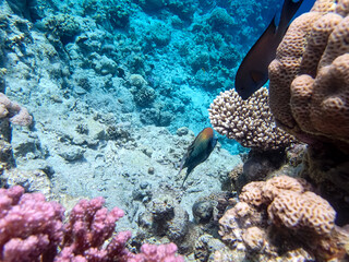 Beautiful fish in the coral reef of the Red Sea