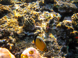 Beautiful fish in the coral reef of the Red Sea