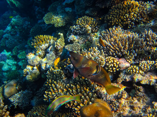 Beautiful fish in the coral reef of the Red Sea