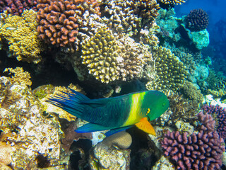 Beautiful fish in the coral reef of the Red Sea