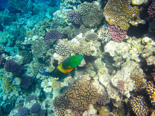 Obraz na płótnie Canvas Beautiful fish in the coral reef of the Red Sea
