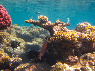 Beautiful fish in the coral reef of the Red Sea